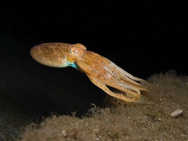 Comment le statut d'auto-entrepreneur peut propulser votre entreprise ?